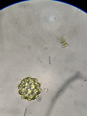 Coelastrum pulchrum