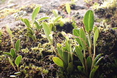 Stelis