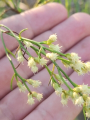 Baccharis angustifolia
