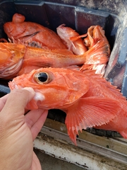 Sebastolobus alascanus