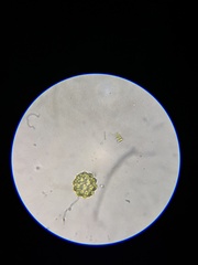 Coelastrum pulchrum