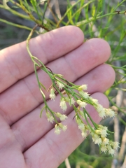 Baccharis angustifolia