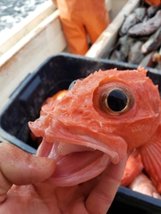 Sebastolobus alascanus