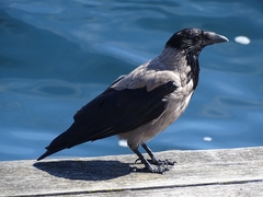 Corvus cornix