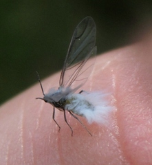 Prociphilus fraxinifolii