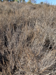 Artemisia californica