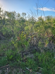 Baccharis angustifolia
