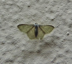Idaea