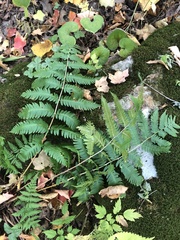 Dryopteris goldieana