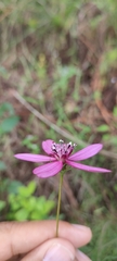 Cosmos carvifolius