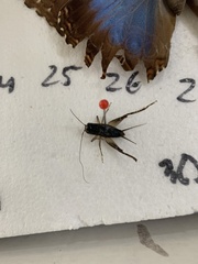 Eunemobius carolinus