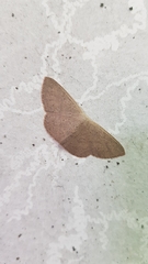 Cyclophora