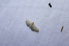 Blepharomastix ranalis
