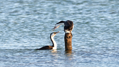 Phalacrocorax varius hypoleucos