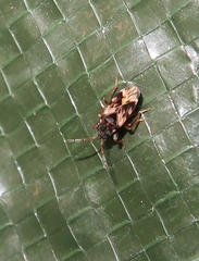 Scolopostethus