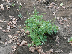 Heliotropium indicum