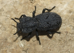 Phloeodes diabolicus