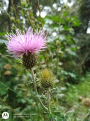 Cirsium rhaphilepis
