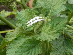 Heliotropium indicum