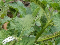 Heliotropium indicum