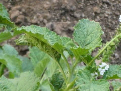 Heliotropium indicum