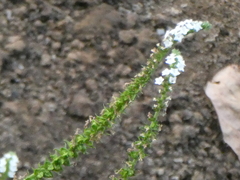 Heliotropium indicum