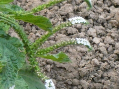 Heliotropium indicum