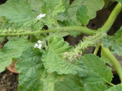 Heliotropium indicum