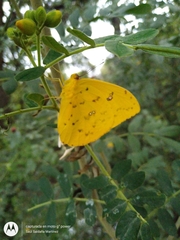 Phoebis philea philea