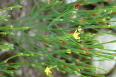 Hypericum gentianoides
