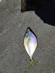 Chloroscombrus chrysurus