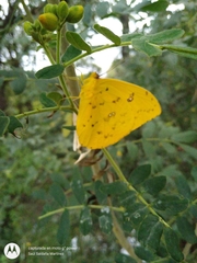 Phoebis philea philea