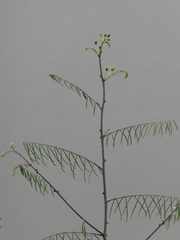 Mimosa pigra