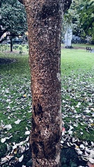 Davidia involucrata