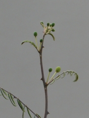 Mimosa pigra