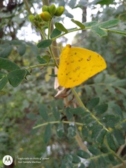 Phoebis philea philea