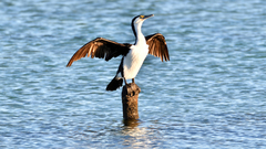 Phalacrocorax varius hypoleucos