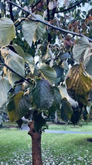 Davidia involucrata