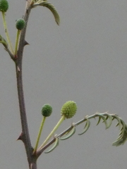 Mimosa pigra