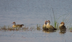 Alopochen aegyptiaca