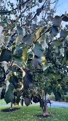 Davidia involucrata