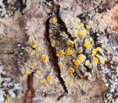 Athallia pyracea