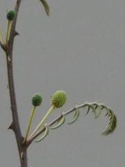 Mimosa pigra