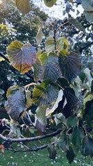 Davidia involucrata