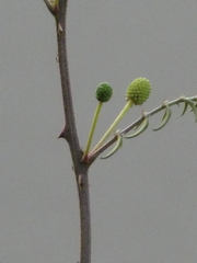 Mimosa pigra