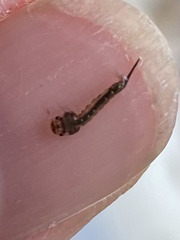 Aedes vexans