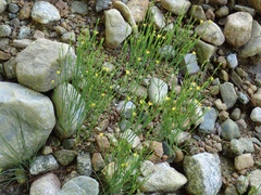 Hypericum gentianoides