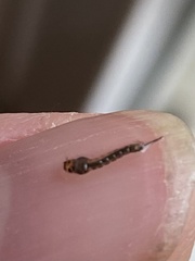 Aedes vexans
