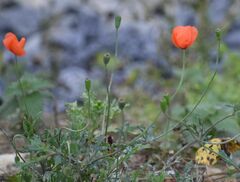Papaver dubium
