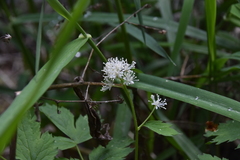 Actaea rubra